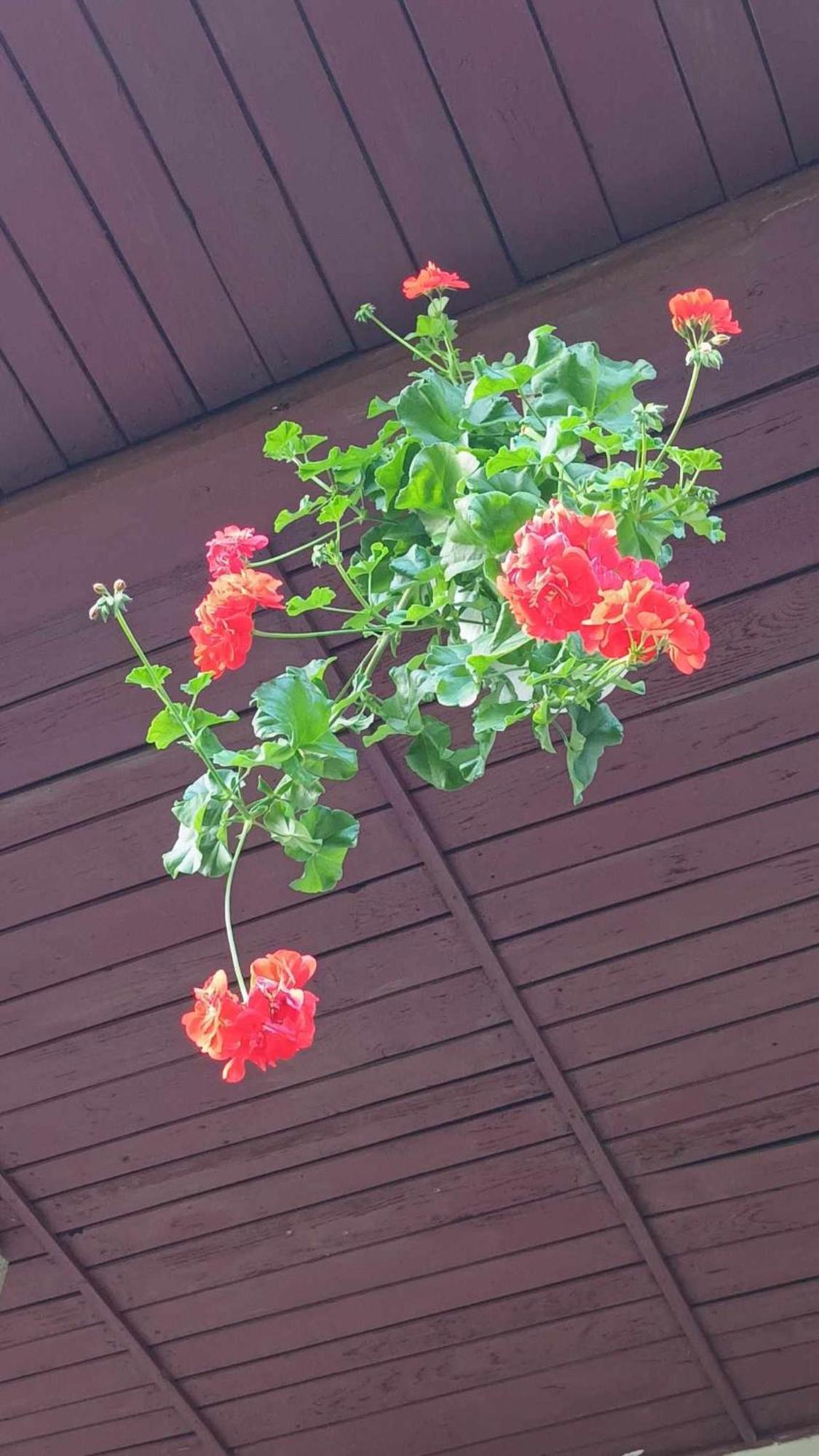 Casa de vacanta Zsenik Vendeghaz Sovata Bagian luar foto