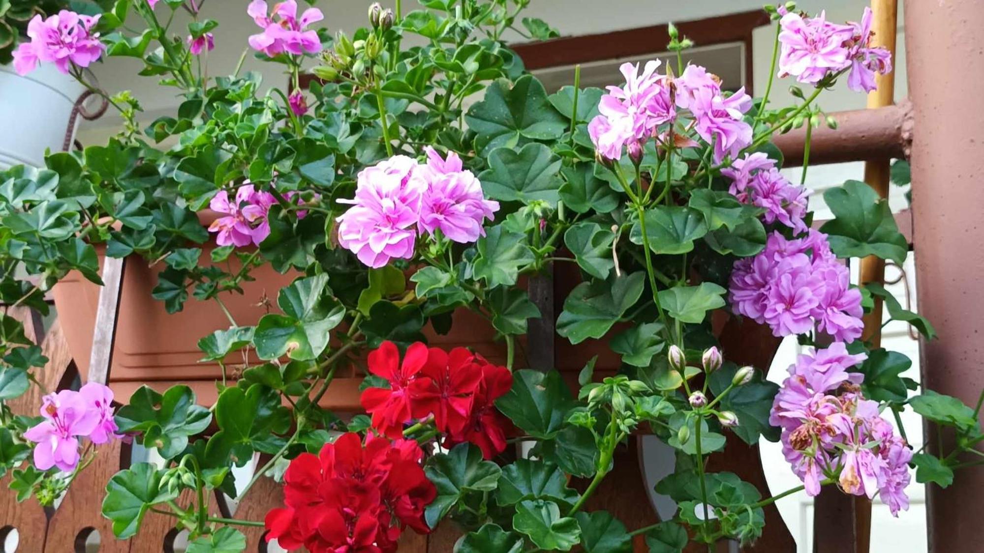 Casa de vacanta Zsenik Vendeghaz Sovata Bagian luar foto