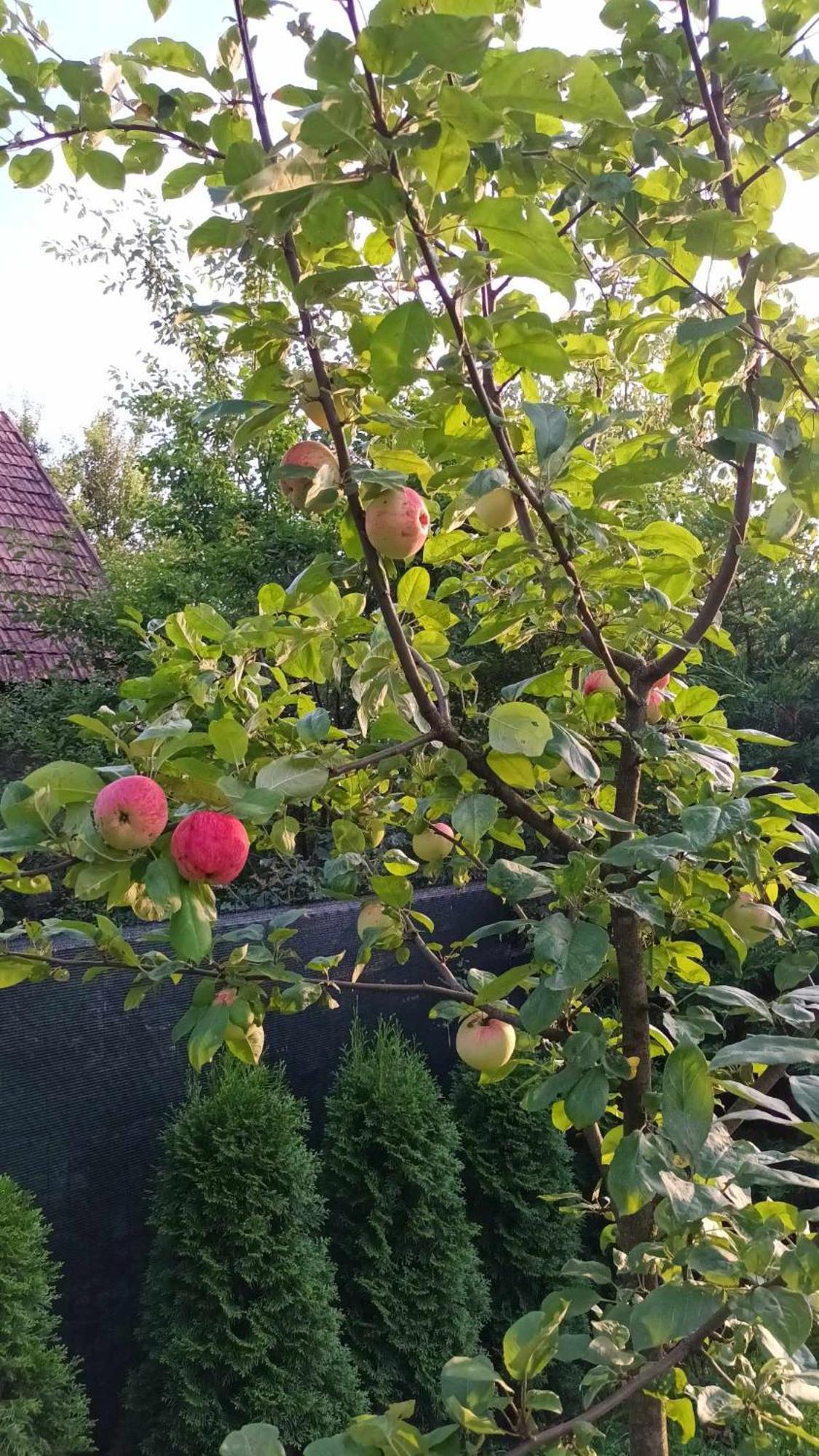 Casa de vacanta Zsenik Vendeghaz Sovata Bagian luar foto